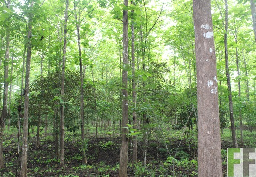 Finca San Juan I 2019