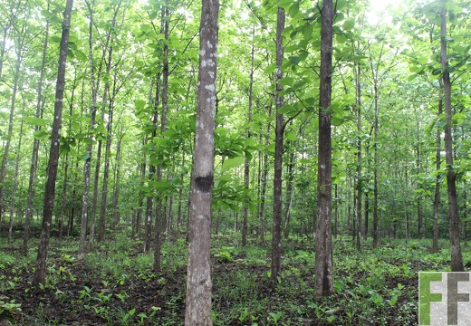 Finca San Juan I 2019