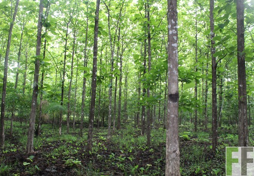 Finca San Juan I 2019