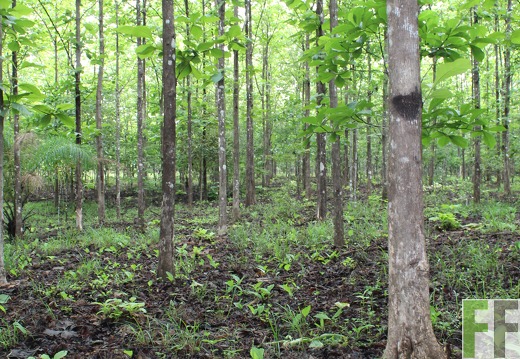 Finca San Juan I 2019