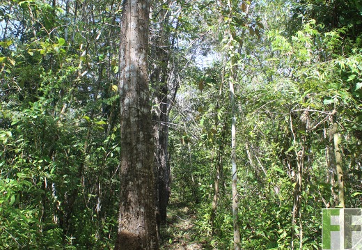 Finca Pampanillo 2019