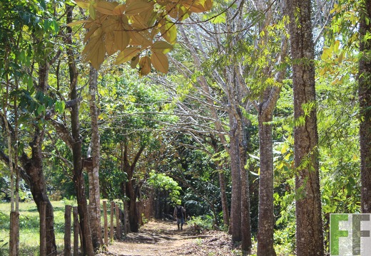 Finca Pampanillo 2019