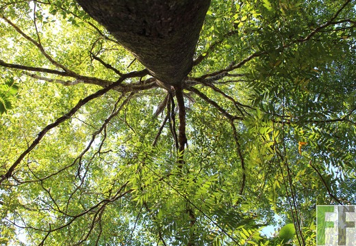 Finca Pampanillo 2019