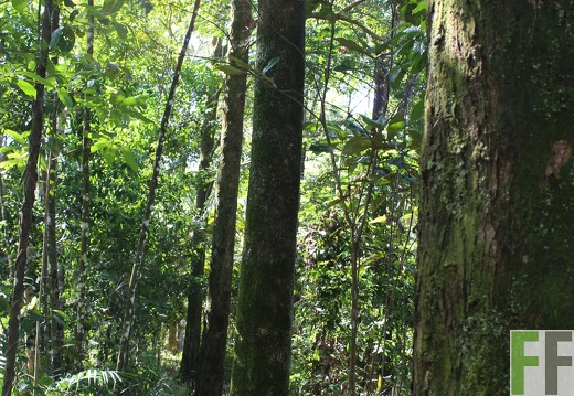 Finca Pampanillo 2019