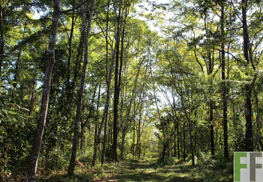 Finca Pampanillo 2019