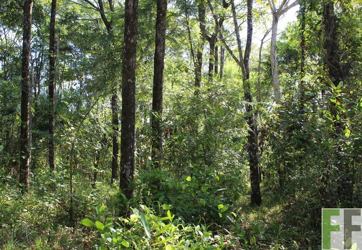 Finca Pampanillo 2019