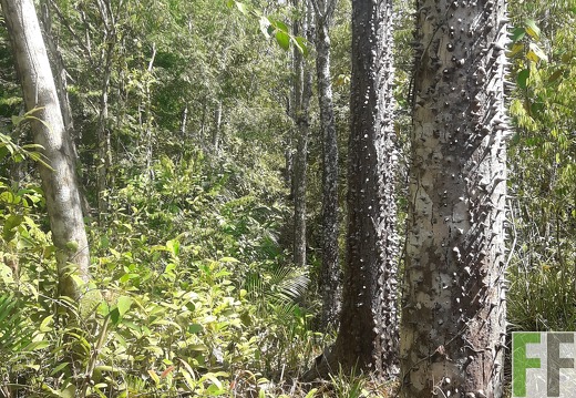 Finca Madera Fina 2019