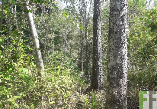 Finca Madera Fina 2019