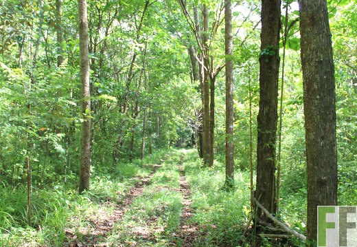 Finca Los Rios III 2019