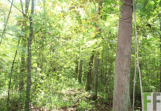 Finca Los Rios III 2019