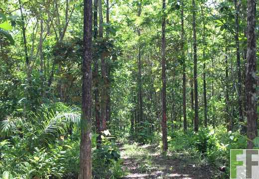 Finca Los Rios III 2019