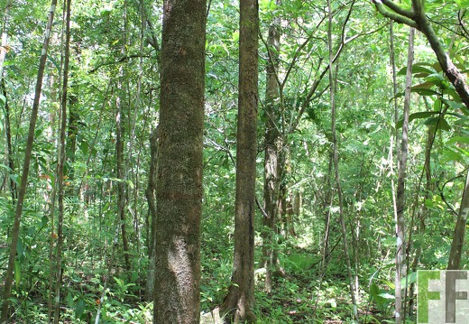 Finca Los Rios III 2019