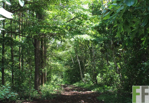 Finca Los Rios III 2019