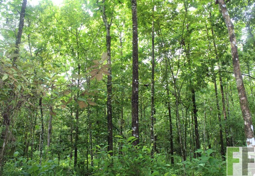 Finca Los Rios II 2019