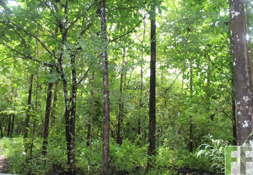 Finca Los Rios II 2019