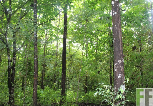 Finca Los Rios II 2019