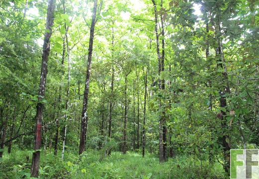 Finca Los Rios II 2019