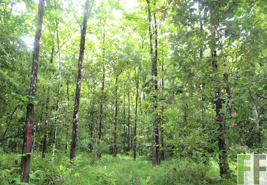 Finca Los Rios II 2019