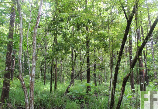 Finca Los Rios II 2019