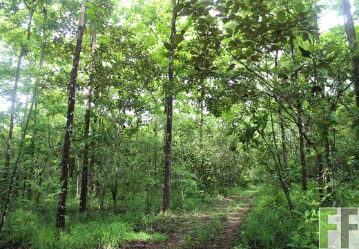 Finca Los Rios II 2019