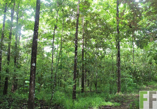 Finca Los Rios II 2019