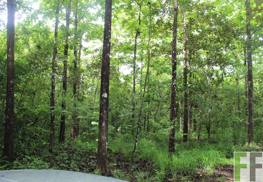 Finca Los Rios II 2019