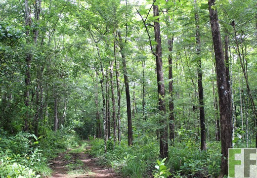 Finca Los Rios II 2019