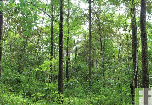 Finca Los Rios II 2019