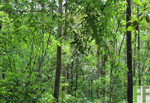 Finca Los Rios II 2019