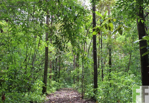 Finca Los Rios II 2019