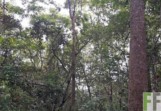 Finca Los Rios I 2019