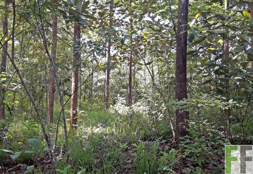 Finca Los Rios I 2019