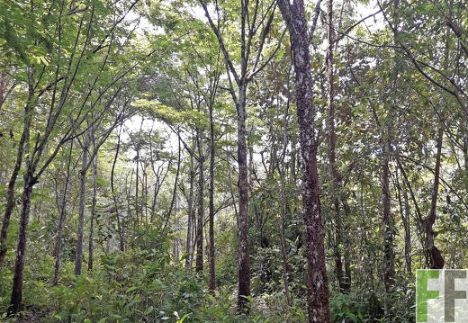 Finca Los Rios I 2019