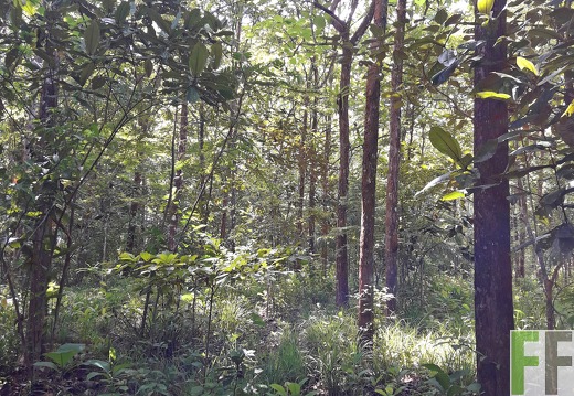 Finca Los Rios I 2019