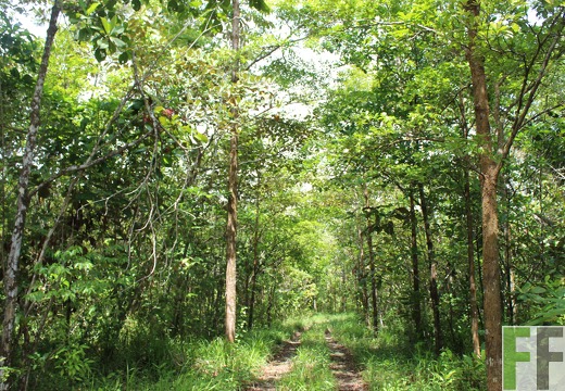 Finca Los Monos V 2019