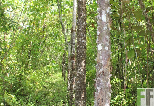 Finca Los Monos V 2019