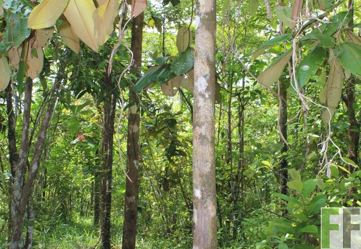 Finca Los Monos V 2019