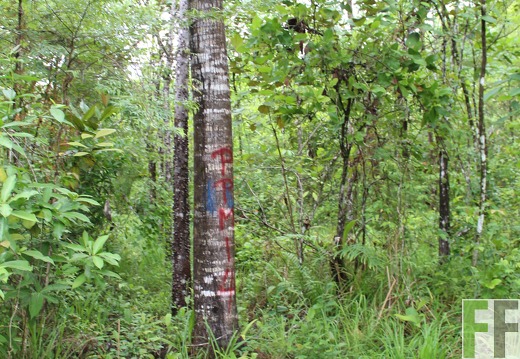 Finca Los Monos IV 2019