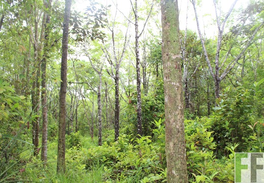 Finca Los Monos IV 2019