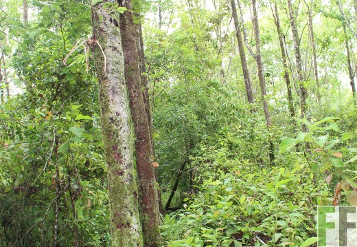 Finca Los Monos IV 2019