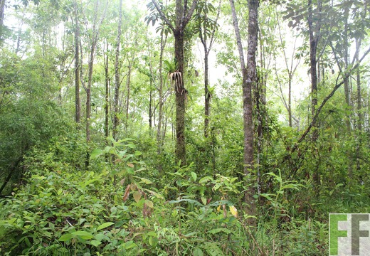 Finca Los Monos IV 2019