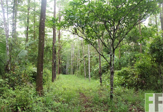 Finca Los Monos IV 2019