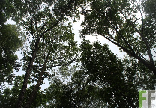 Finca Los Monos III 2019