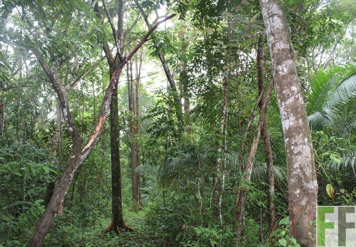 Finca Los Monos III 2019