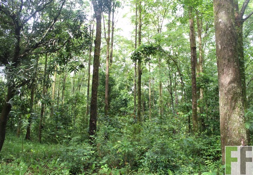 Finca Los Monos III 2019