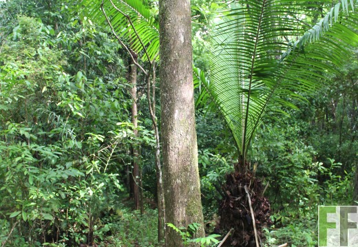 Finca Los Monos III 2019