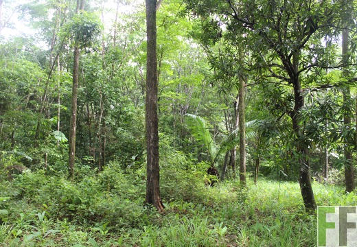 Finca Los Monos III 2019