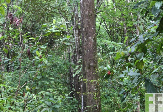 Finca Los Monos III 2019