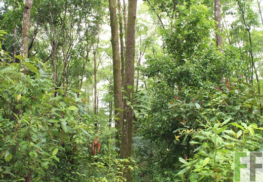 Finca Los Monos III 2019