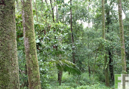 Finca Los Monos II 2019